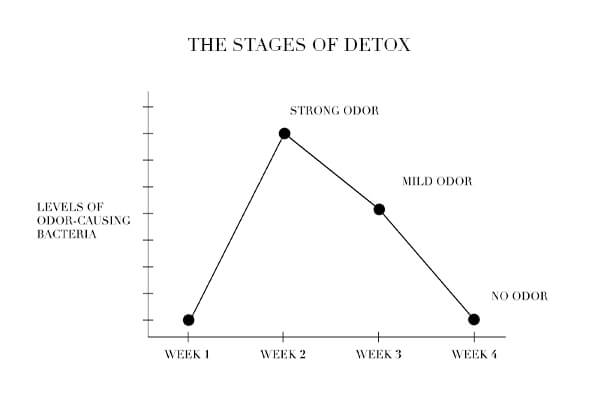 the stages of detox