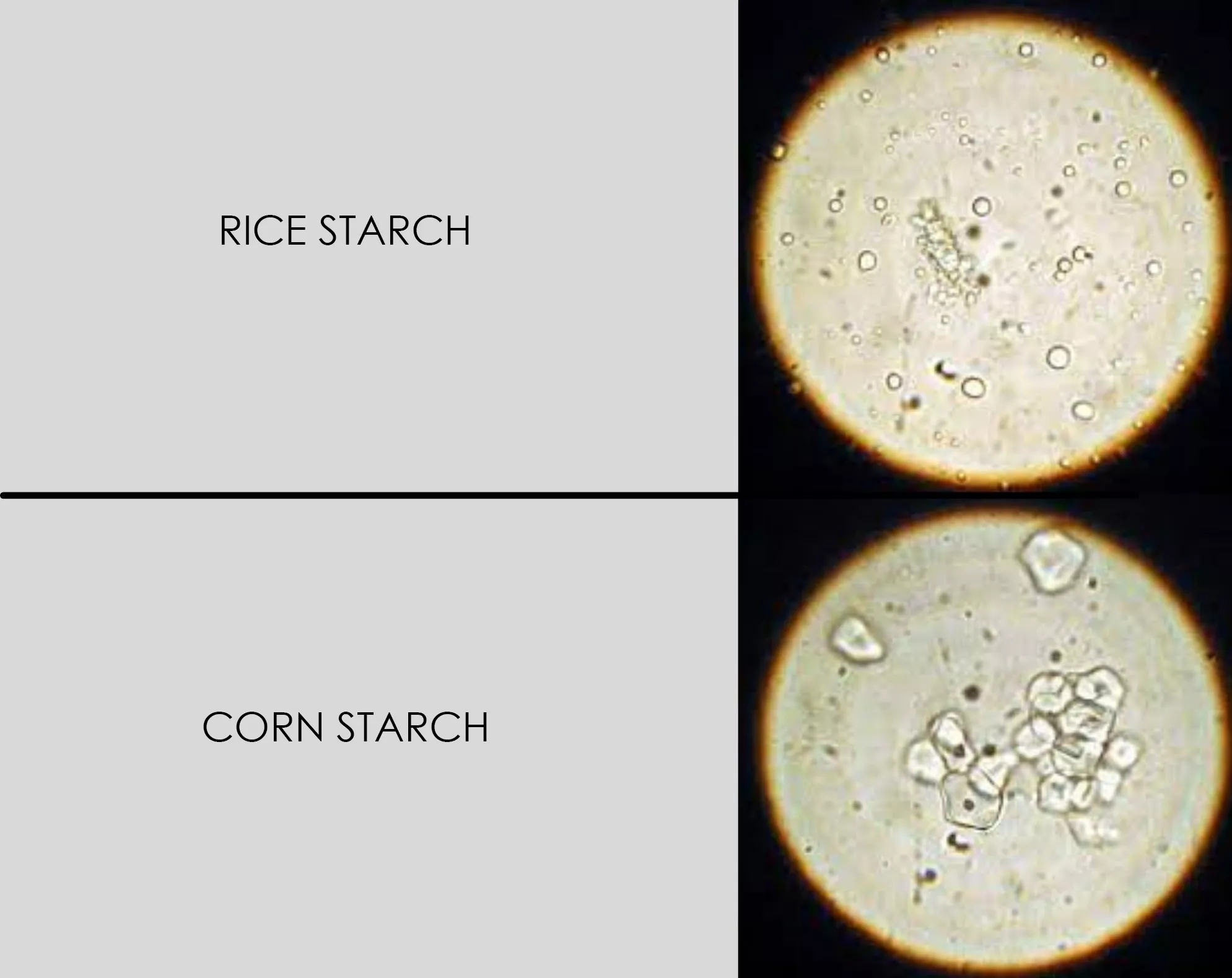 dry shampoo rice starch vs corn starch