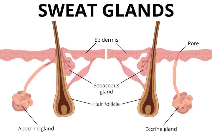 nervous sweat - sweat glands